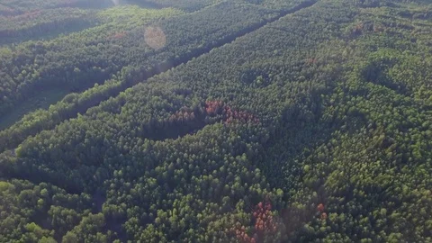 Fly over dense forest area with road and field inside aerial 4k birds view Stock Footage 77939819