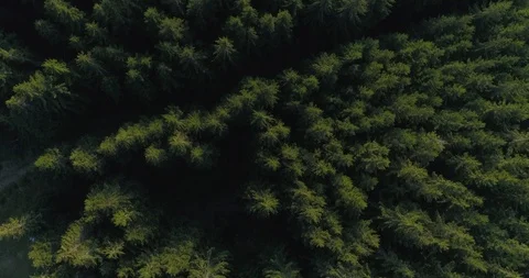 Fly over dense pine forest, plan from above Stock Footage 87871460