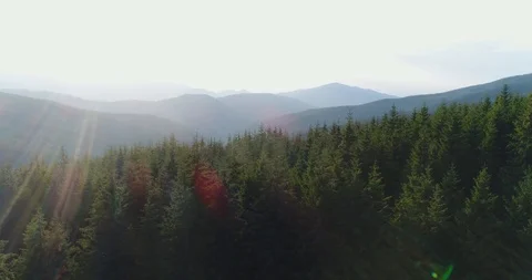 Fly over dense pine forest Stock Footage 87908342