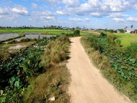 Fly over a dirt road between rice paddies and lotus field Stock Footage 71784869
