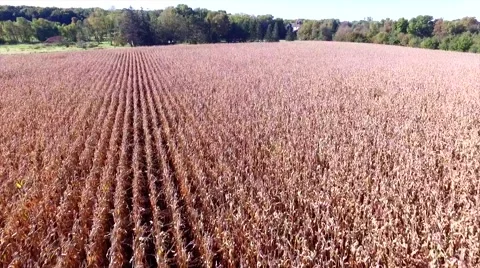 Fly Over Dry Corn Field Stock Footage 64630407