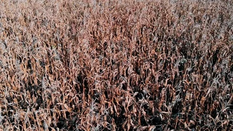 Fly by over dry corn Stock Footage 116724360