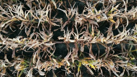 Fly by over dry corn Stock Footage 116748393