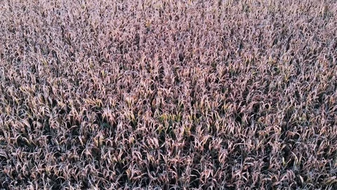 Fly by over dry corn in summer time Stock Footage 116748333