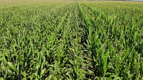 Fly over endless corn field Stock Footage 136057042
