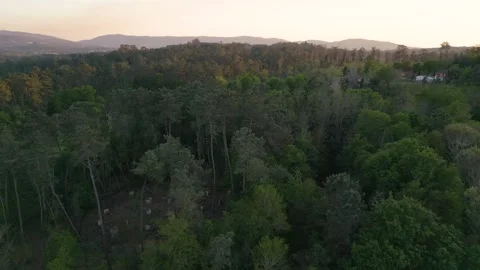 Fly Over Evergreen Forest During Sunset. Aerial Drone Stock Footage 246290108