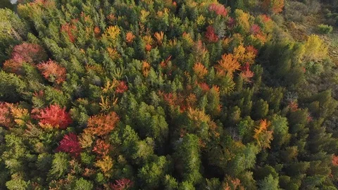 Fly over fall forest  Stock Footage 96709813