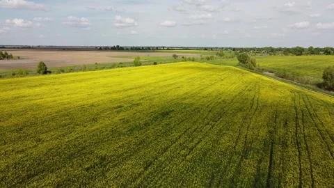 Fly over farm fields. Yellow rapeseed field near a plowed agricultural plot. 스톡 동영상 157548513