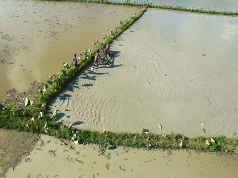 Fly over a farmer and his son working in an inondated rice paddy Stock Footage 71785381