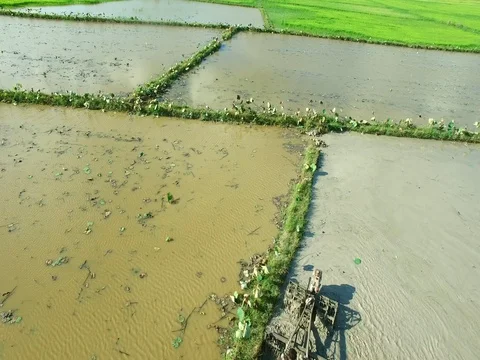 Fly over a farmer and his son working in an inundated rice paddy Stock Footage 71785715