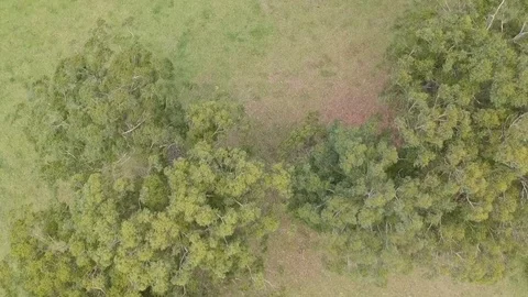 Fly Over Farmland looking down on Green Trees Stock Footage 83932197