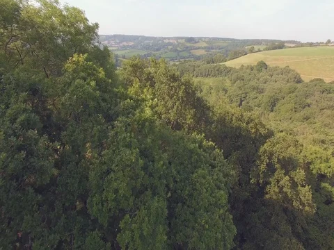 Fly over Farway tree tops evening sun long 4K Stock Footage 82794850