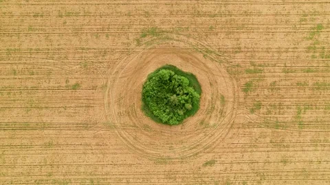 Fly over the field after harvest. An even circle of untouched vegetation in the Stock Footage 159438021