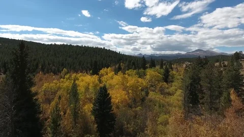 Fly Over Field of Aspens Stock Footage 71966308