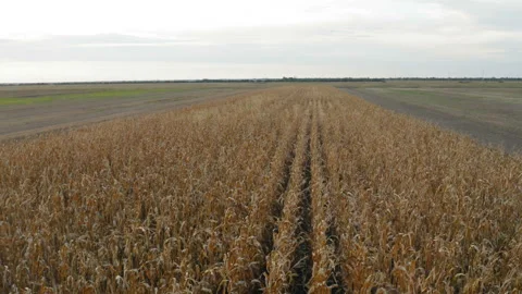 Fly over a field of dry corn Видео 138647755