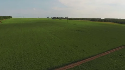 Fly over the field with even green grass, road for cars in the middle Stock-Footage 80730345