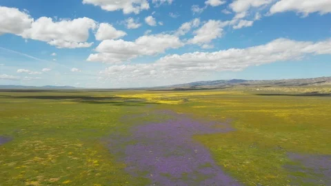 Fly Over Fields Of flowers 4k Stock Footage 108724514