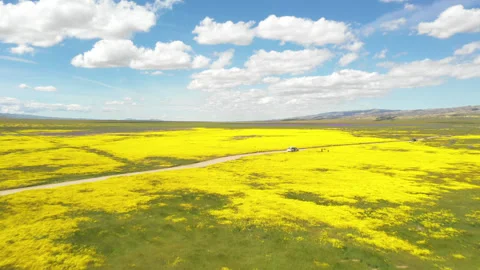 Fly Over Fields Of flowers 4k Stock Footage 131074251