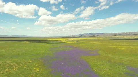 Fly Over Fields Of flowers Stock Footage 130927275