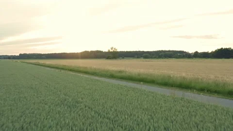 Fly over fields in summer in sunset or sunrise Stock Footage 158305694