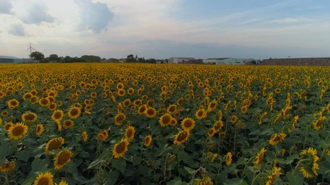 Fly over fields with sunflowers 스톡 동영상 92090627