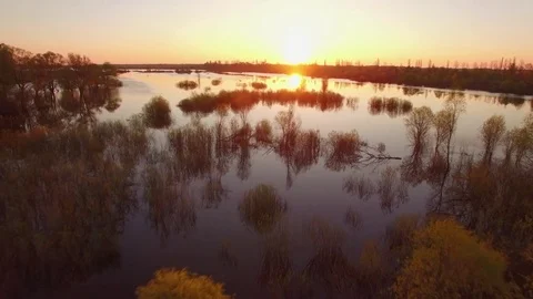 Fly over flooded plain with trees bushes growing and fallen high water spring Stock Footage 75040307
