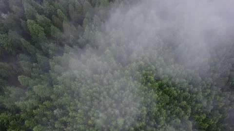 Fly over forest and clouds in British Columbia wilderness Stock Footage 138070804