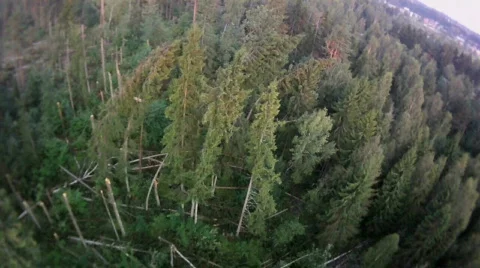 Fly over forest and wind-fallen trees Stock Footage 829171