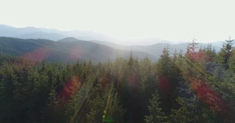 Fly over the forest in the Carpathians Stock Footage 87908927