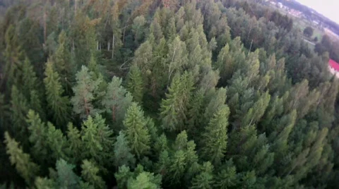 Fly over forest fish eye view Stock Footage 823182