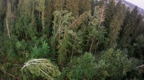 Fly over forest Stock Footage 1016395