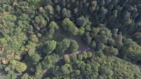 Fly Over Forest Stock Footage 146555039