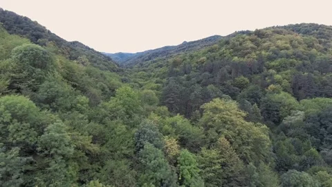 Fly Over Forest Stock Footage 146555980