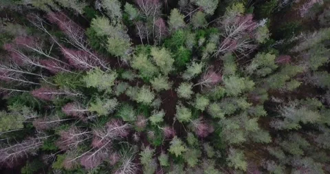 Fly over a forest Stock Footage 175398650