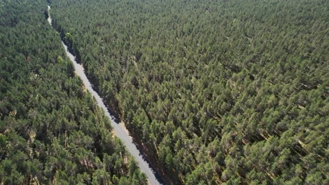 Fly over forest road Stock Footage 223409128