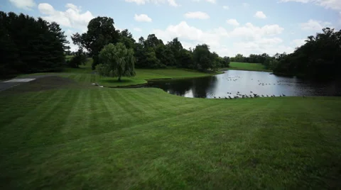 Fly over Geese on Pond Stock Footage 57368588