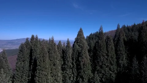 Fly Over Giant Sequoia Trees Aerial View Stock Footage 87038516