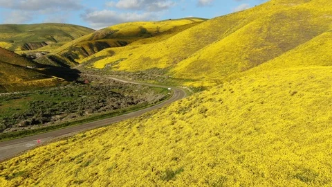 Fly Over Goldfields Super Bloom Along Winding Mountain Road Near Carrizo Plain Stock Footage