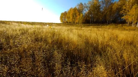 Fly over grass 12 Stock Footage 8776405
