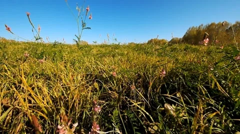 Fly over grass 2 Stock Footage 8776207
