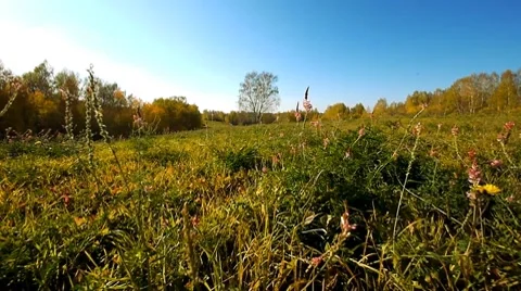 Fly over grass 5 Stock Footage 8776249