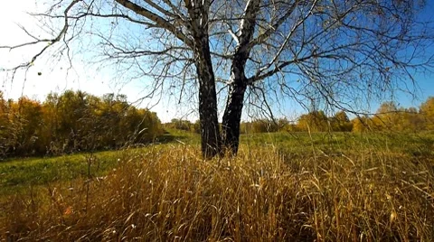 Fly over grass 7 Stock Footage 8776251