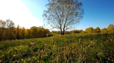 Fly over grass 8 Stock Footage 8776276