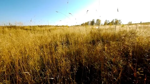 Fly over grass 9 Stock Footage 8778263