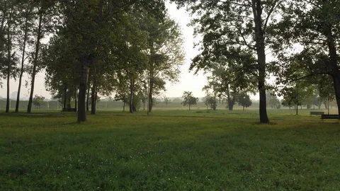 Fly over grass and in between trees at sunrise Stock Footage 115721760
