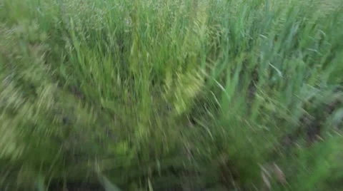 To fly over a grass. Stock Footage 11262984