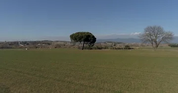 Fly over green fields to a lone tree Stock Footage 85610201