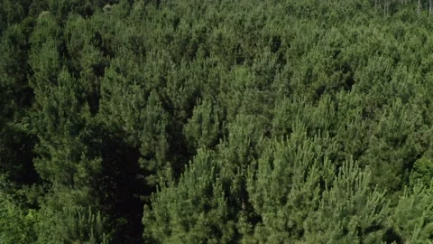 Fly over a green forest above the treetops beautiful natural landscape shooti Stock Footage 133965916