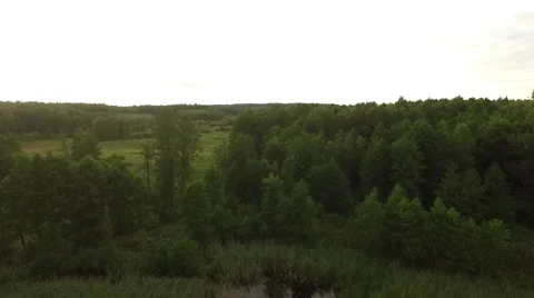 Fly over the green forest canopies Video stock 63633366