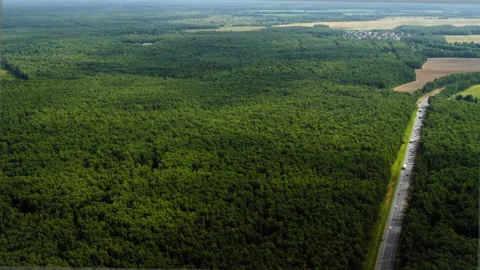 Fly over the green forest Stock Footage 163090964